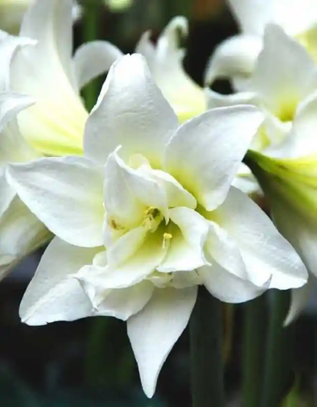 Гиппеаструм джевел — луковичный цветок амариллис