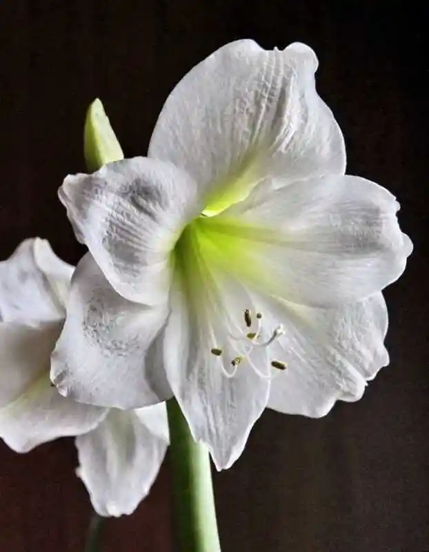 Гиппеаструм белый — Амариллис белый