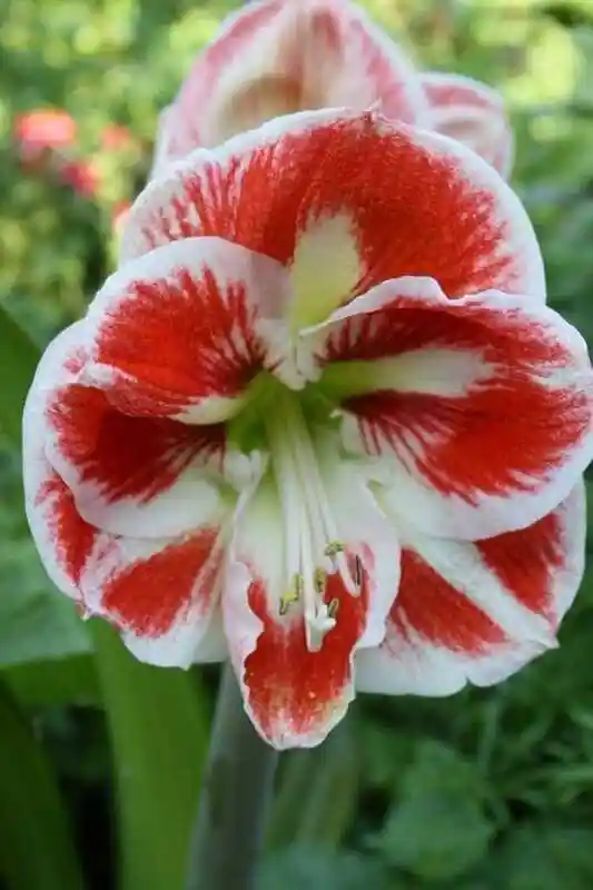 Гиппеаструм — цветок гиппеаструм