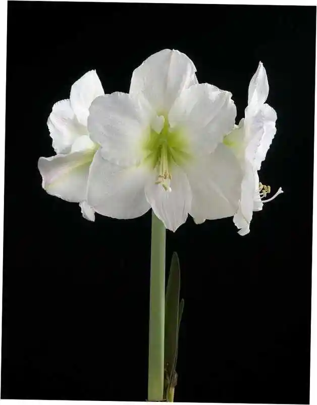 Гиппеаструм амариллис белый — амариллис белый