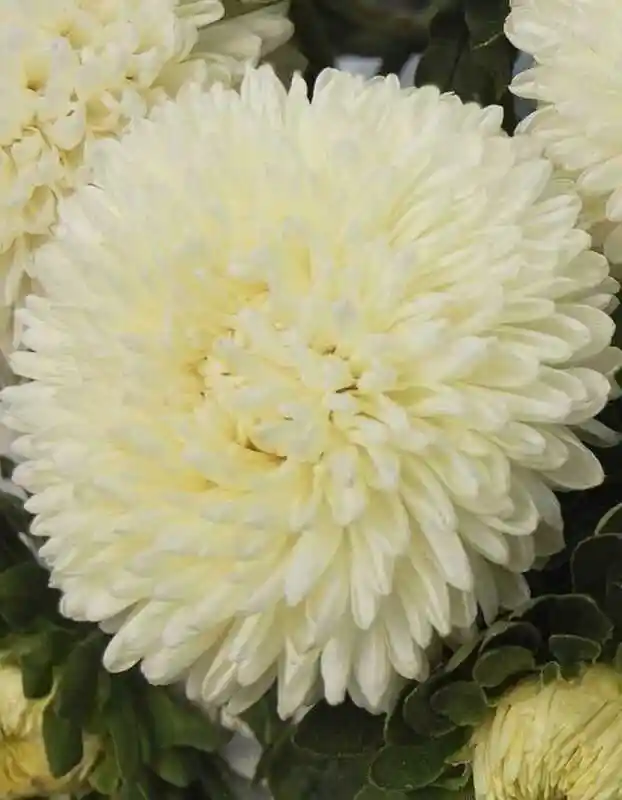 Астра хризантелла лимончелло — цветы хризантемы белые