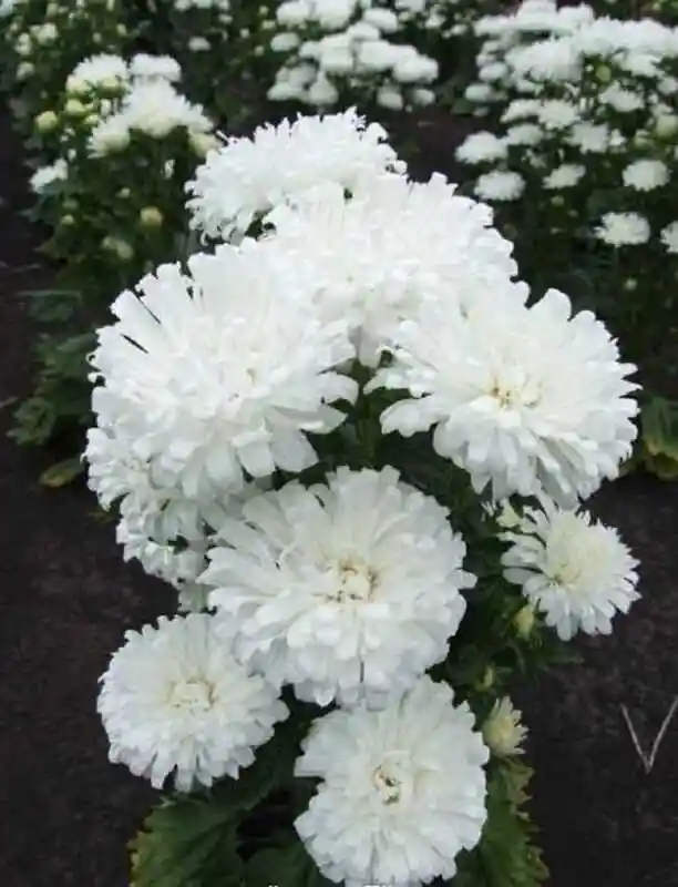 Астра махровая хризантема — астра махровая белая