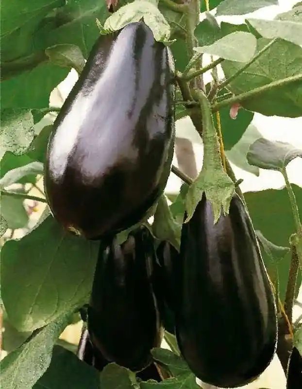 Семена баклажан — баклажан черный принц
