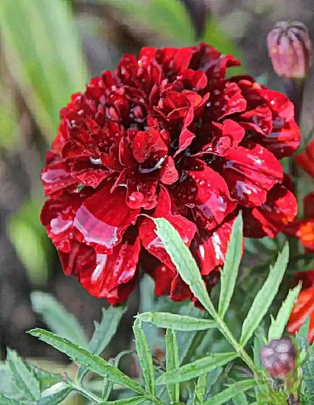 Скабиоза черри гавриш — цветы бархатцы