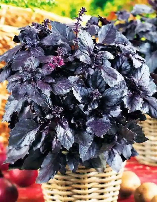 Черный базилик — Семена базилик