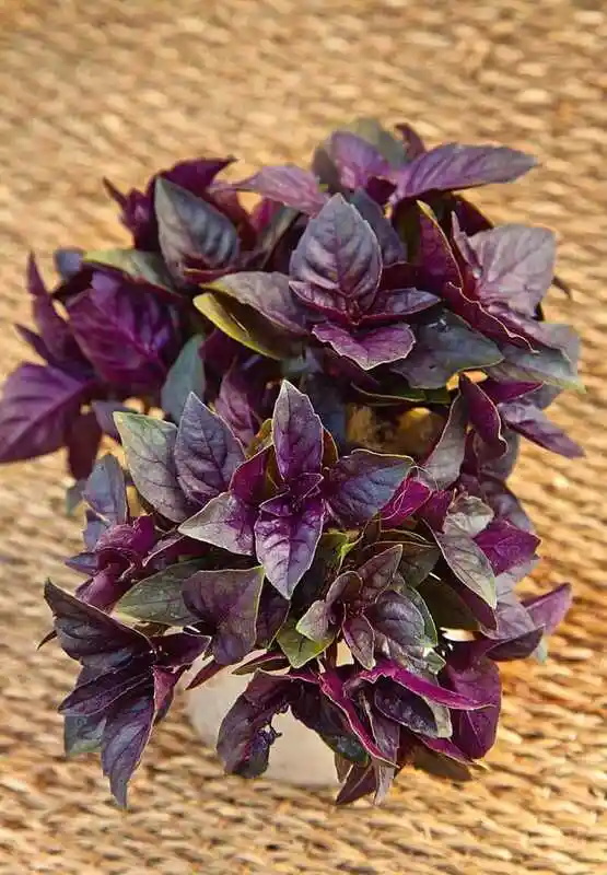 Базилик фиолетовый арарат — фиолетовый базилик