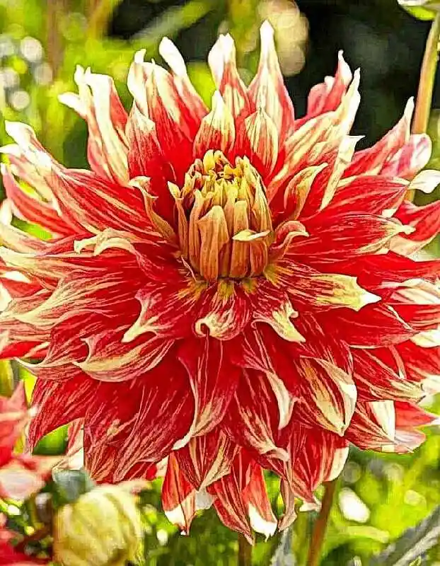 Георгин бодасиоус — цветы георгины