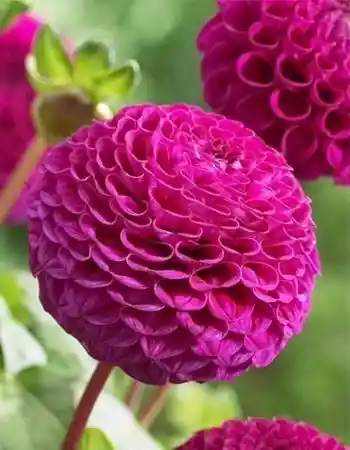 Цветы георгины — dahlia