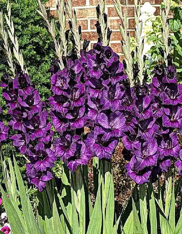 Гладиолус черный принц — гладиолус цветок