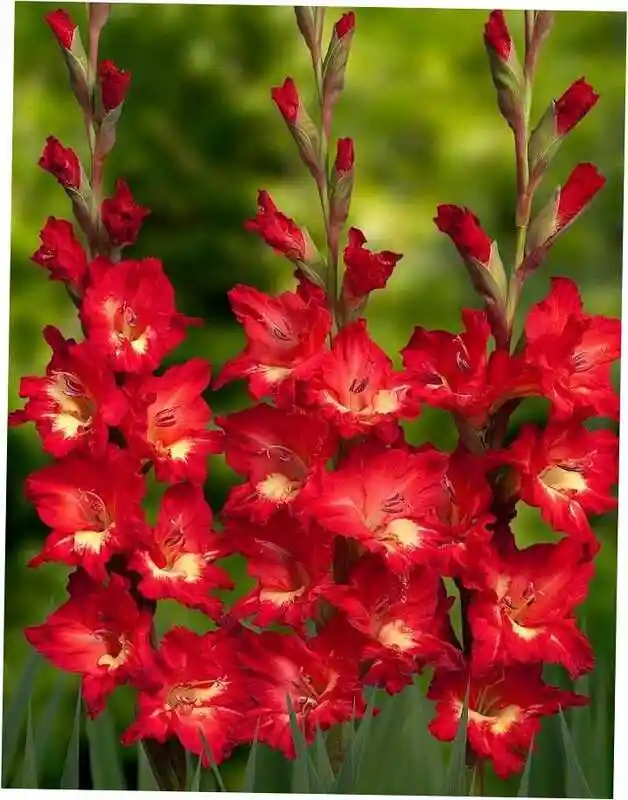 Гладиолус цветок — гладиолус мон амур