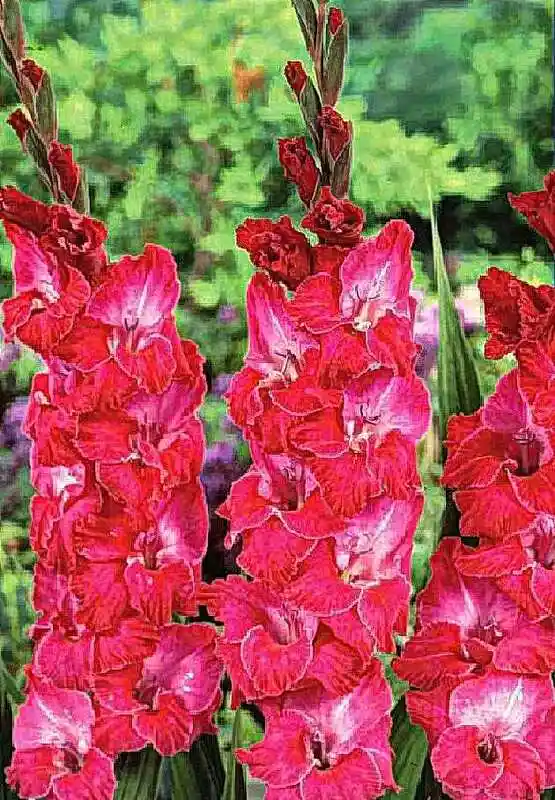 Гладиолус — Гладиолус кассис крупноцветковый