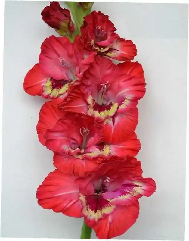 Гладиолус цветок — гладиолус красная москва