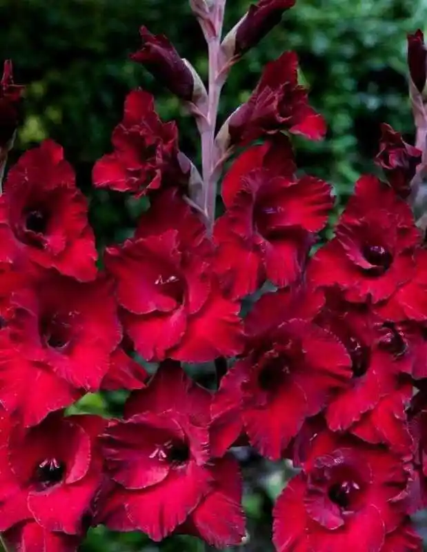 Гладиолус кардинал cardinal — гладиолус цветок