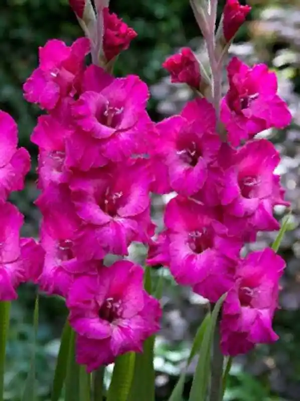 Гладиолус блю берд — гладиолус цветок
