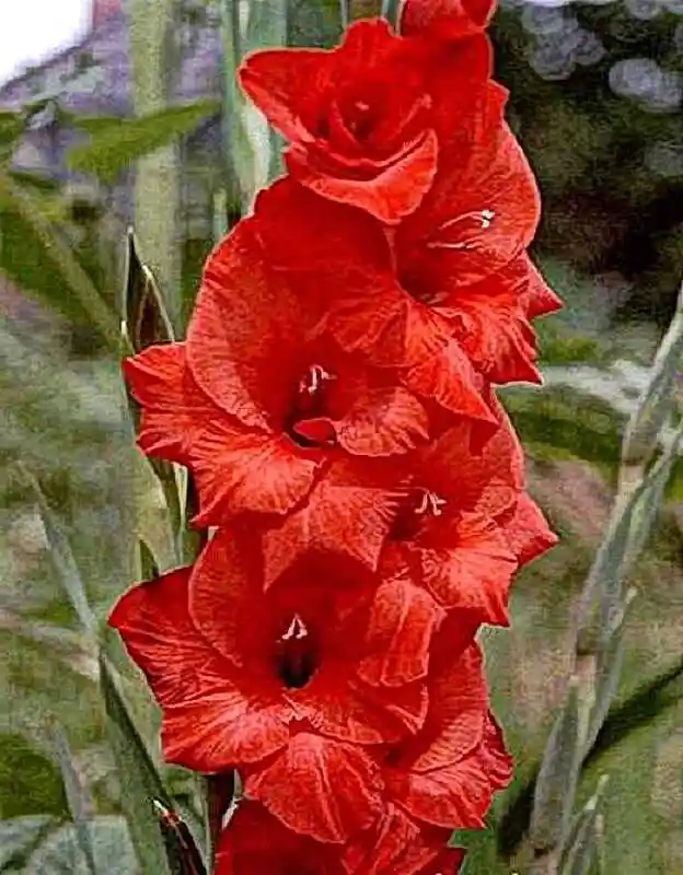 Гладиолус масканьи — гладиолус кассис крупноцветковый