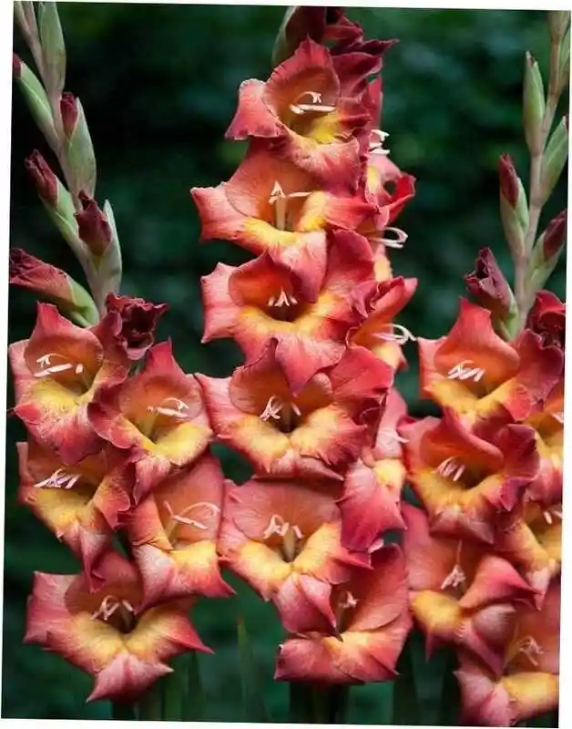 Гладиолус цветок — гладиолус джуди