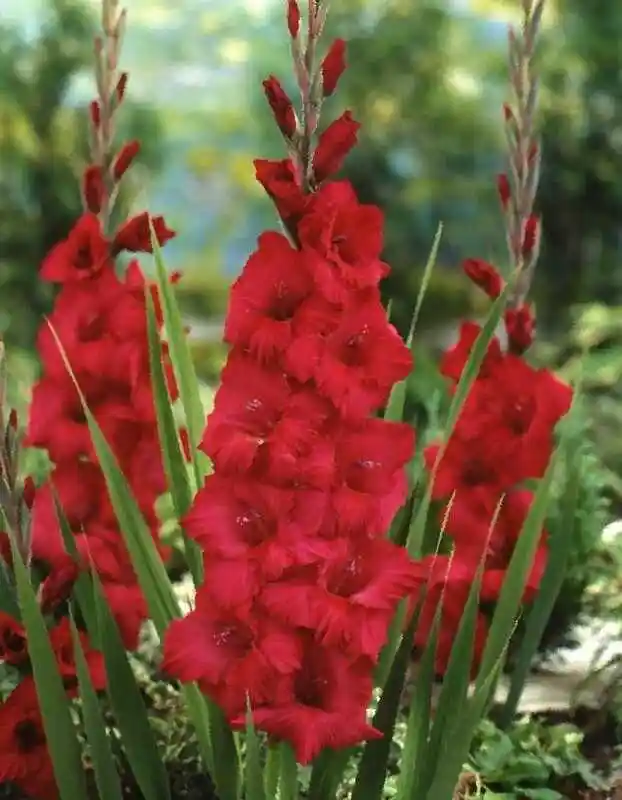 Гладиолус цветок — Гладиолус