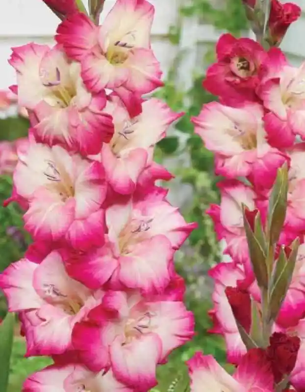Гладиолус — Гладиолус цветок