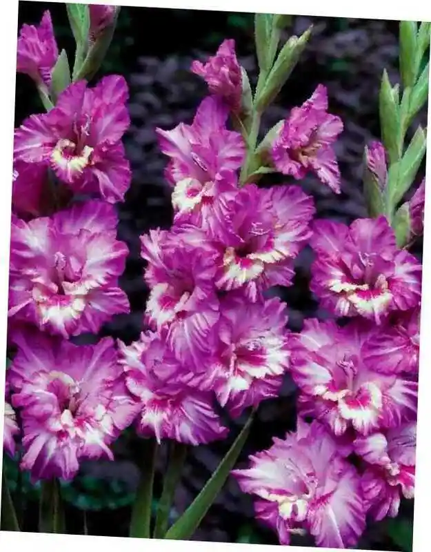 Гладиолус цветок — гладиолус танго раффл