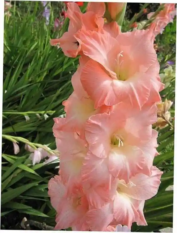 Гладиолус грин стар — гладиолус цветок
