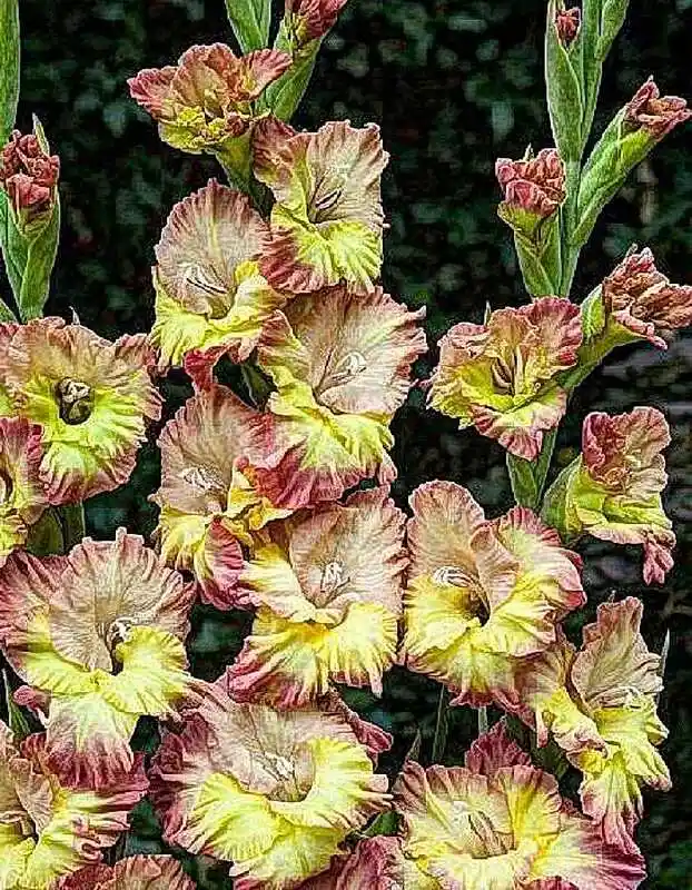 Гладиолус цветок — Гладиолус конка верде