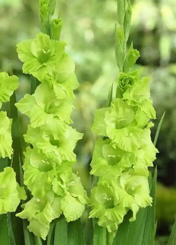Гладиолус цветок — гладиолус эвергрин крупноцветковый