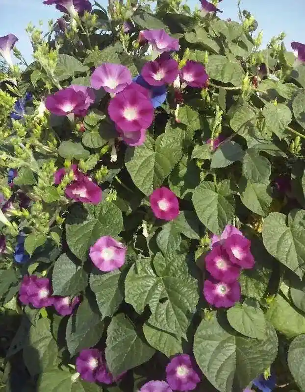 Цветок ипомея — ипомея пурпурная смесь