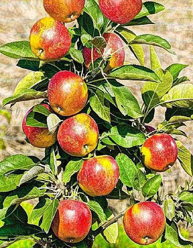 Яблоня — яблоня сорта