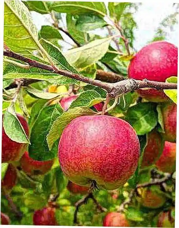 Сорта яблок — Яблоня моди