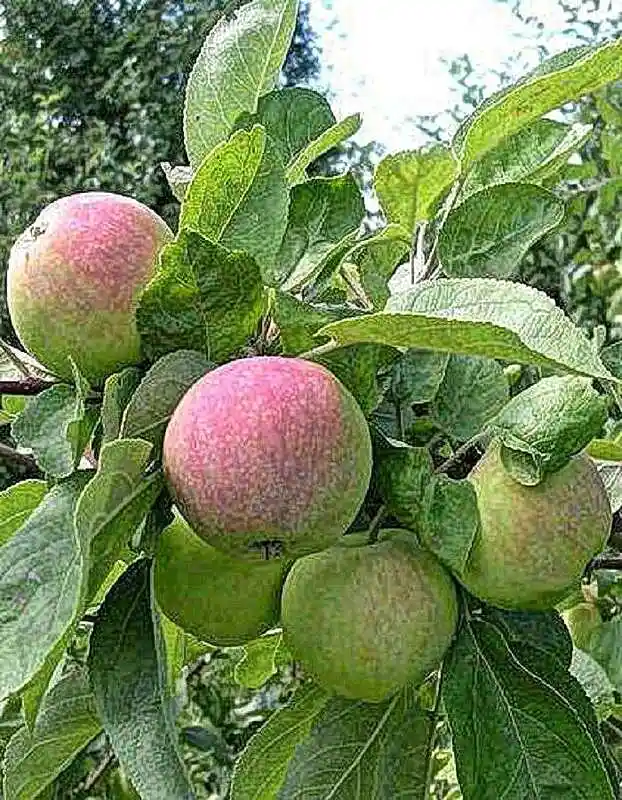 Яблоня колоновидная — сорт яблони мантет