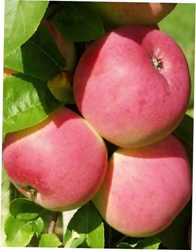 Яблоня мелба — Сорт яблони мельба