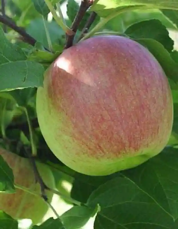 Яблоня штрейфлинг — сорт яблони лигол