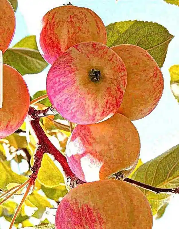 Яблоня медовка — яблоня мантет