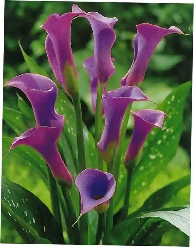 Калла лавендер — калла темно-фиолетовая сорт