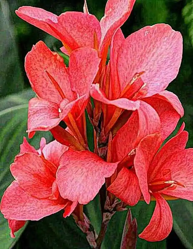 Цветы канны — канна орхид