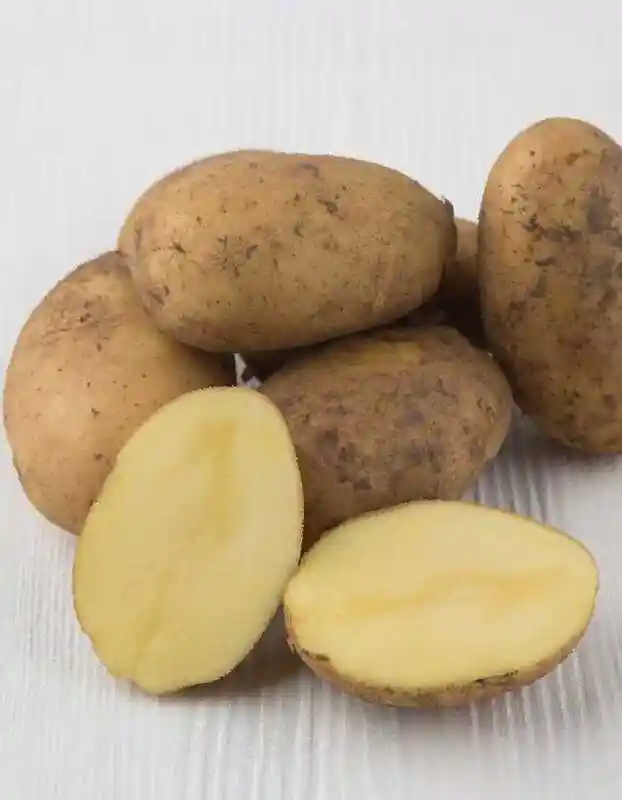 Сорт картофеля адретта — семенной картофель
