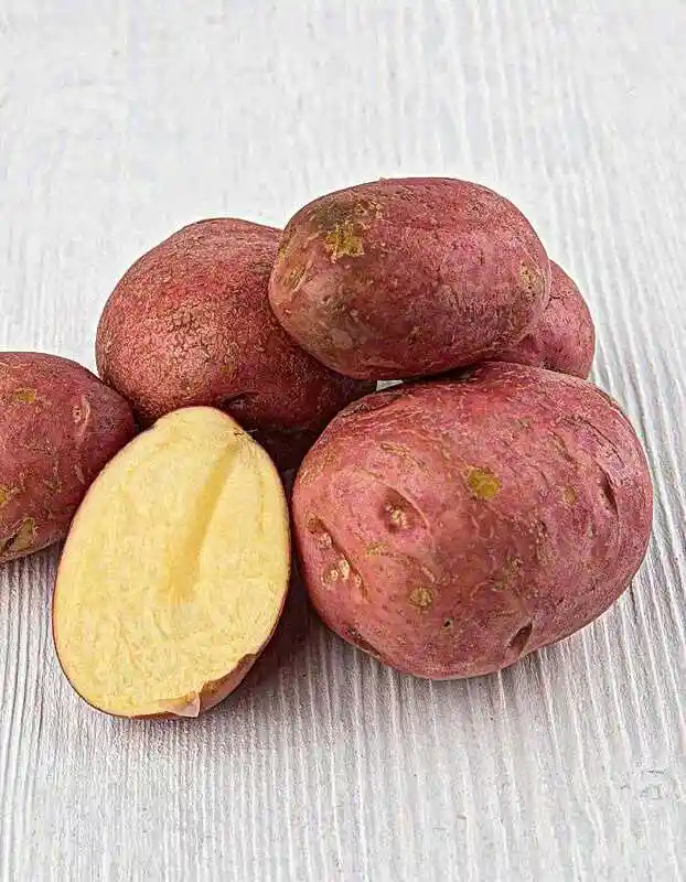Картофель — семенной картофель манифест