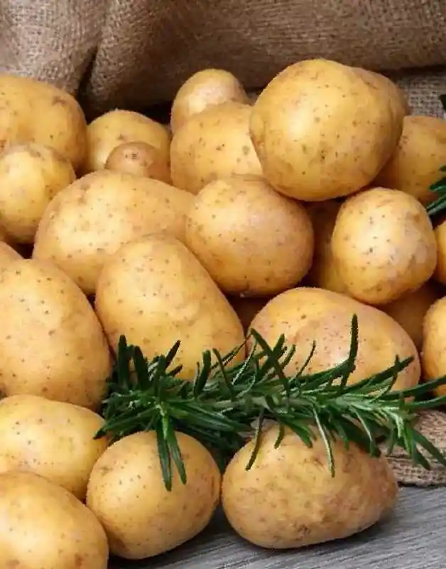 Семенной картофель — картофель