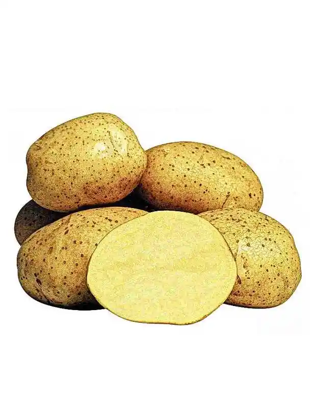 Картофель винета — сорт картофеля