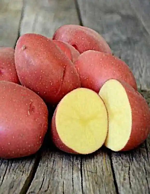 Картофель краса — сорт картофеля розара