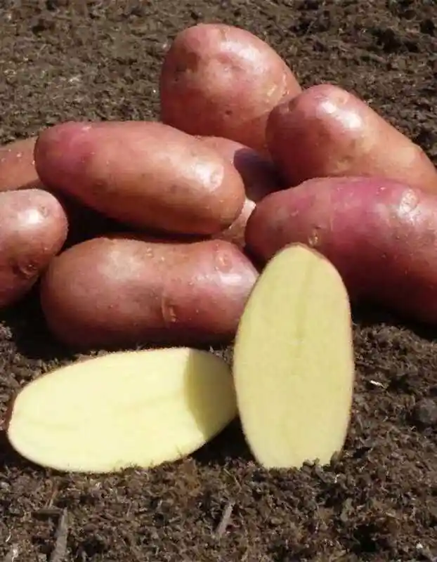 Семенной картофель — картофель ред скарлетт