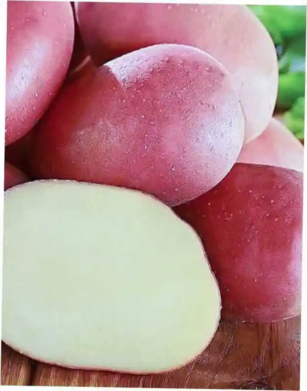 Картофель сорт альвара — Картофель