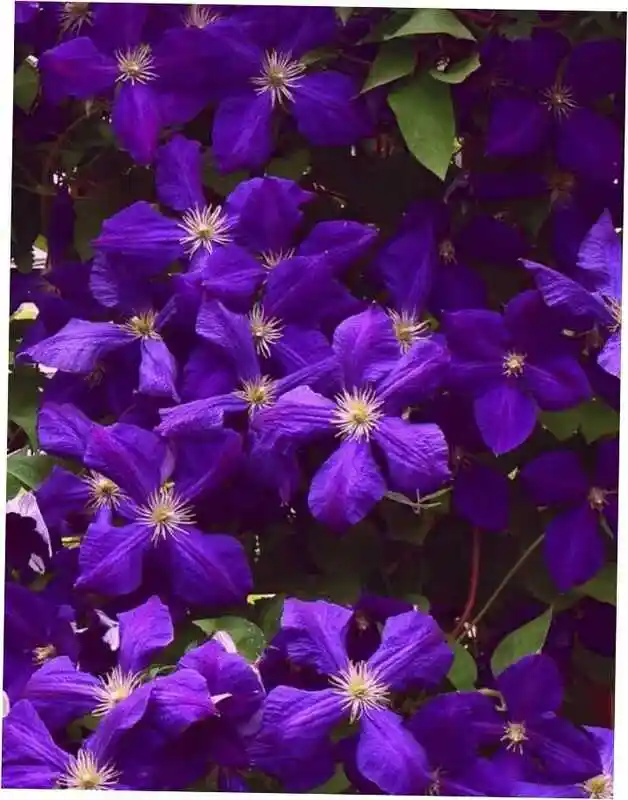 Клематис фиолетовый — клематис гибридный жакманна