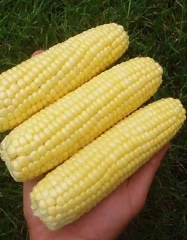 Кукуруза — сахарная кукуруза