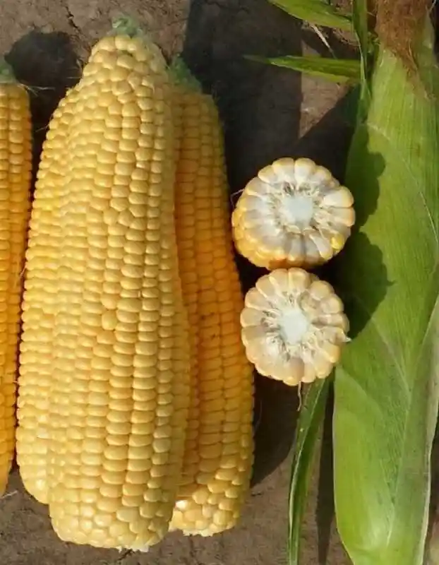Кукуруза золотой батам — кукуруза сахарная золотой батам