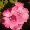 Цветы лаватера — Лаватера тюрингенская