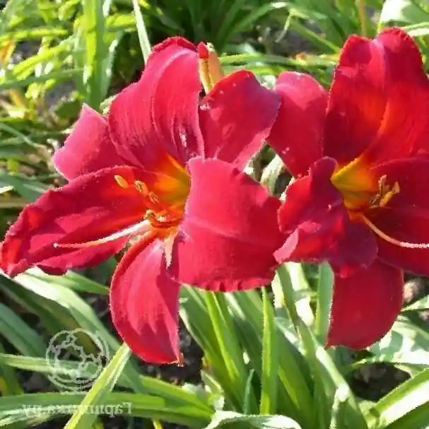 Лилейник цветок — лилейник эверидейлили ред