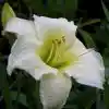 Цветок лилейник — Hemerocallis