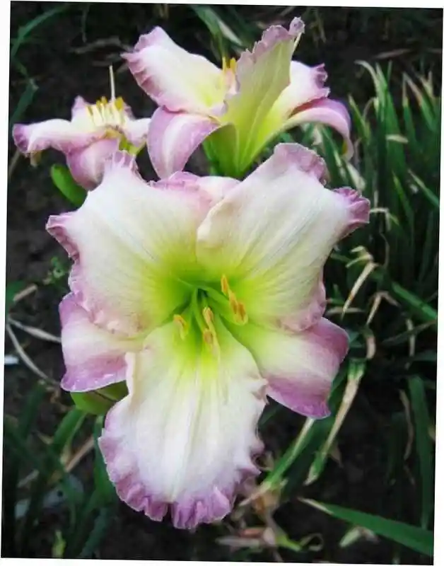Лилейник гибридный сил ов эпрувел — цветок лилейник