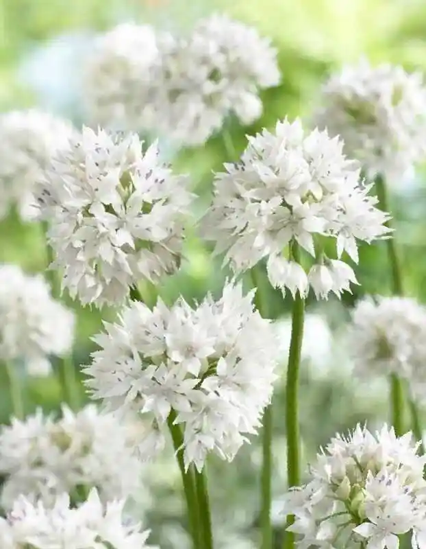 Allium wallichianum